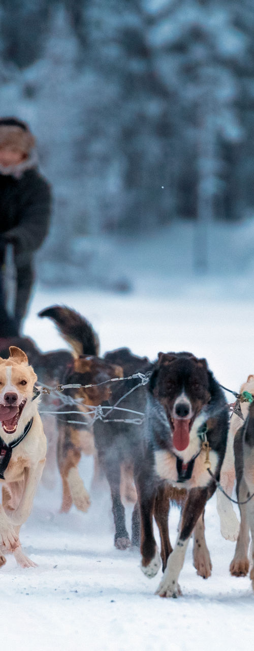 Dog sledding adventure in snowy forest