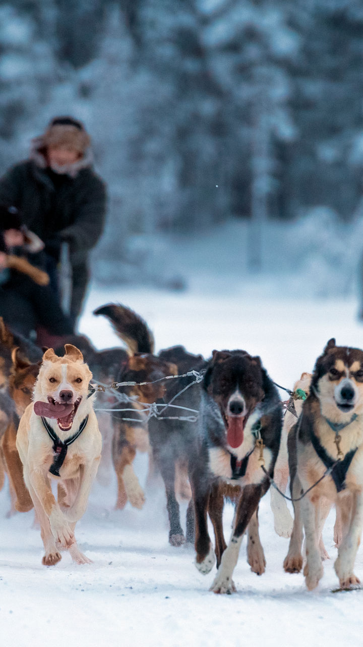 Northern Lights & Dogsled Ride