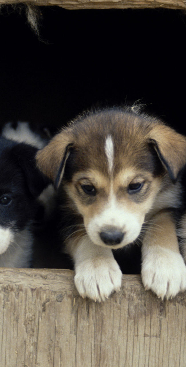 Adorable puppies peeking from wooden shelter