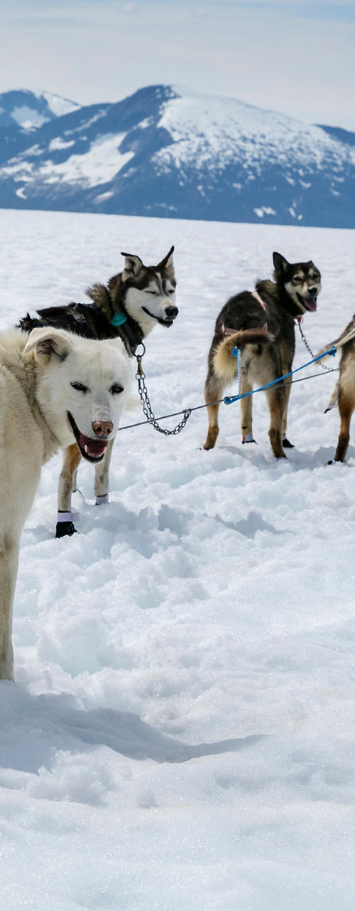 Dog sledding adventure in snowy mountains