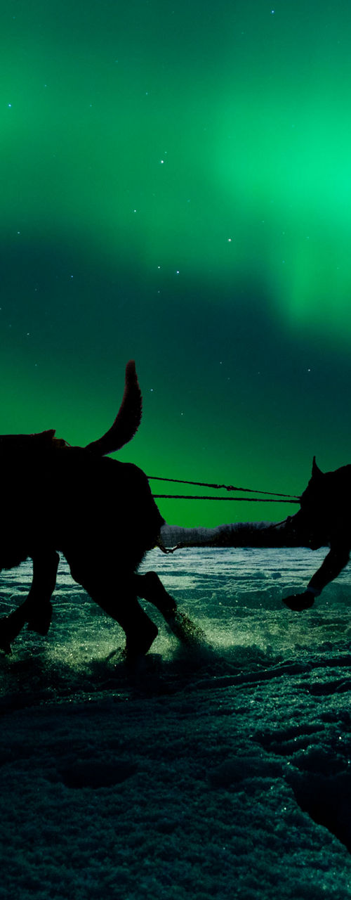 Dog sledding under vibrant northern lights