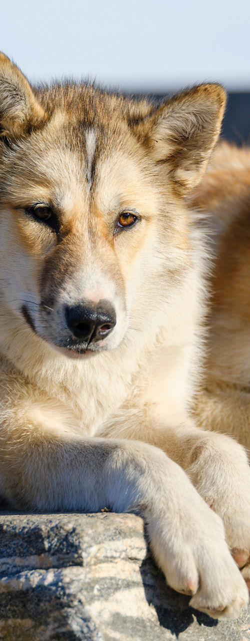 Two sled dogs resting on a rock