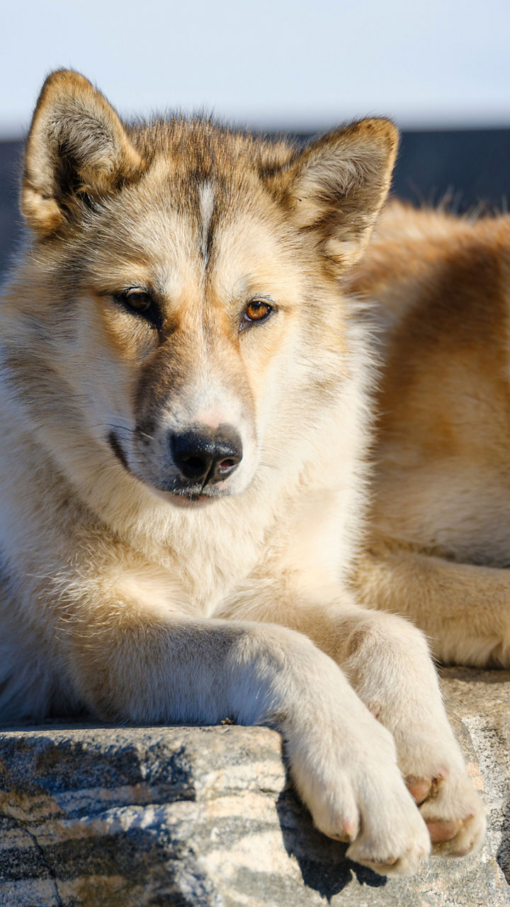 Two sled dogs resting on a rock