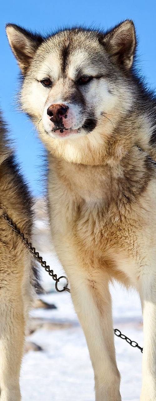 Two Huskies Standing on Snowy Terrain