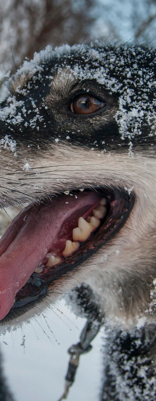 Close-up of sled dogs in snowy landscape