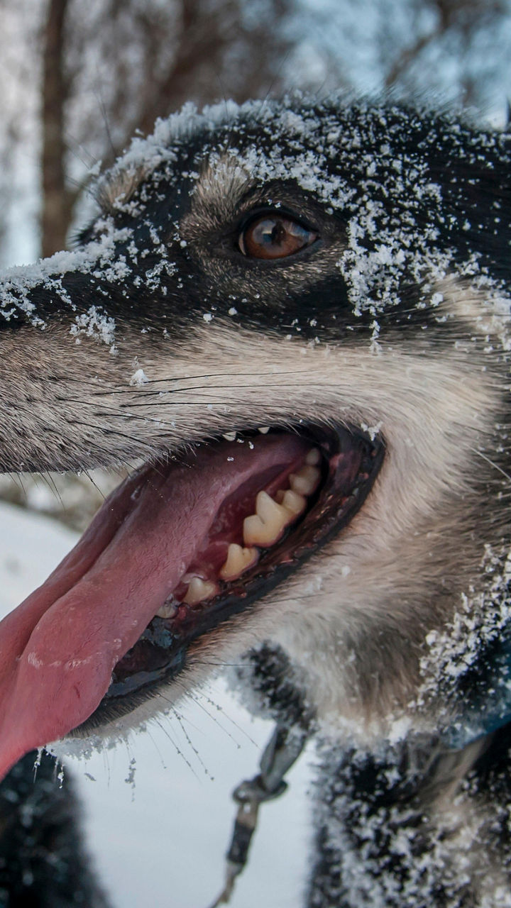 Close-up of sled dogs in snowy landscape