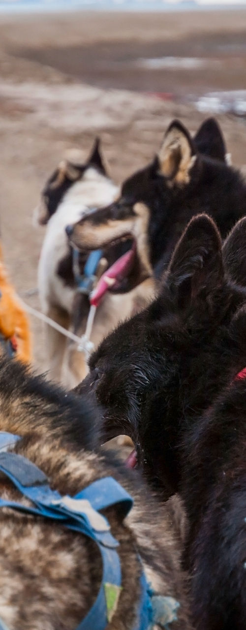 Sled dogs on a rugged trail