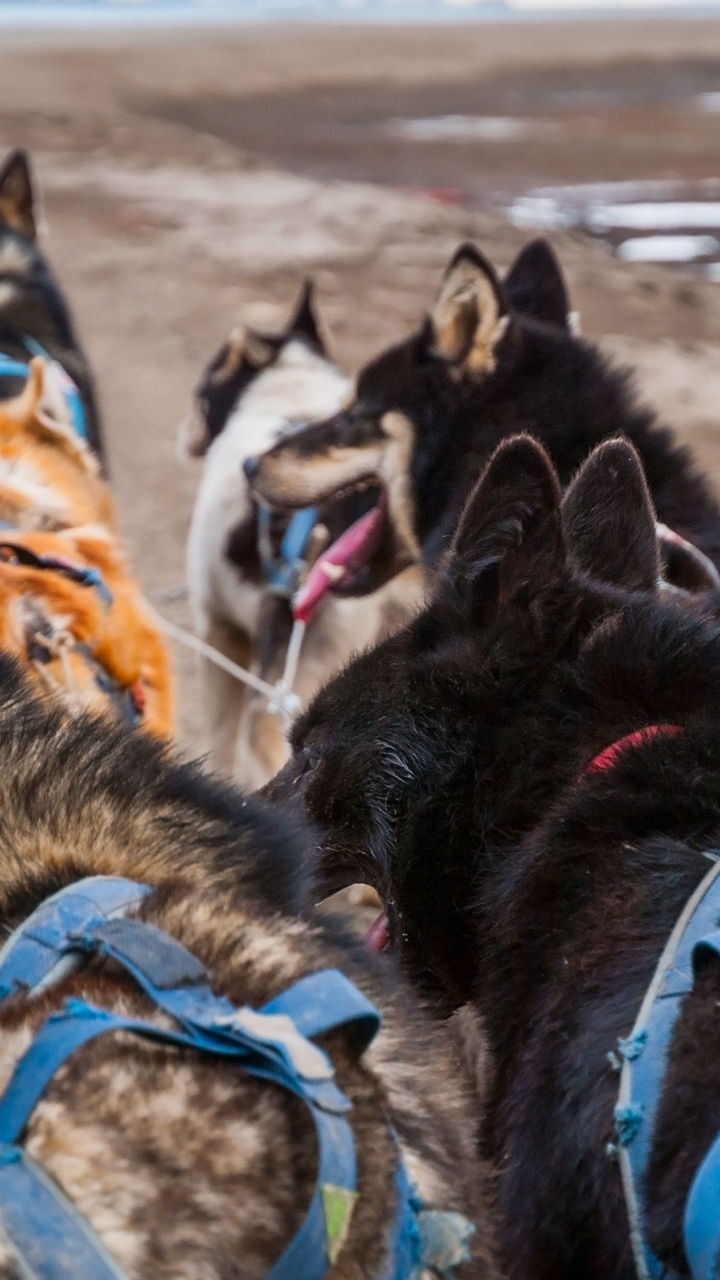 Coastal Dogsled-Wagon Ride