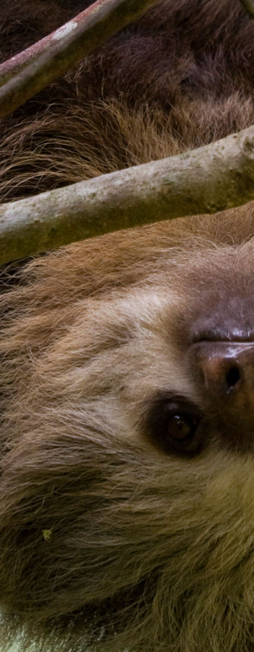 Sloth hanging on tree branch in nature