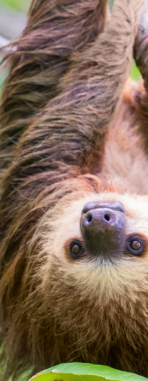 Two-toed sloth hanging in lush rainforest
