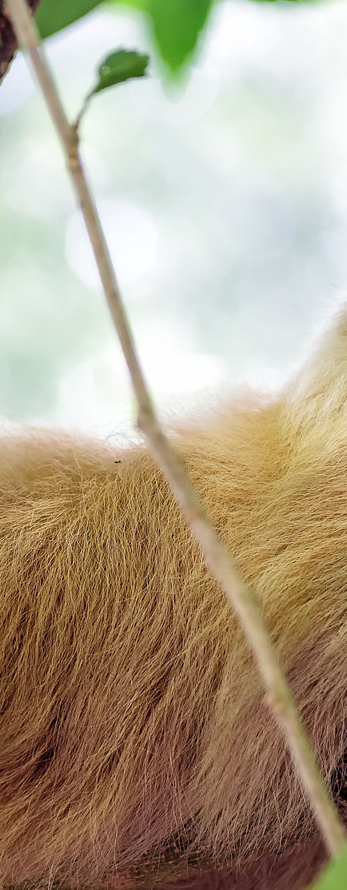 Sloth resting on tree branch in jungle