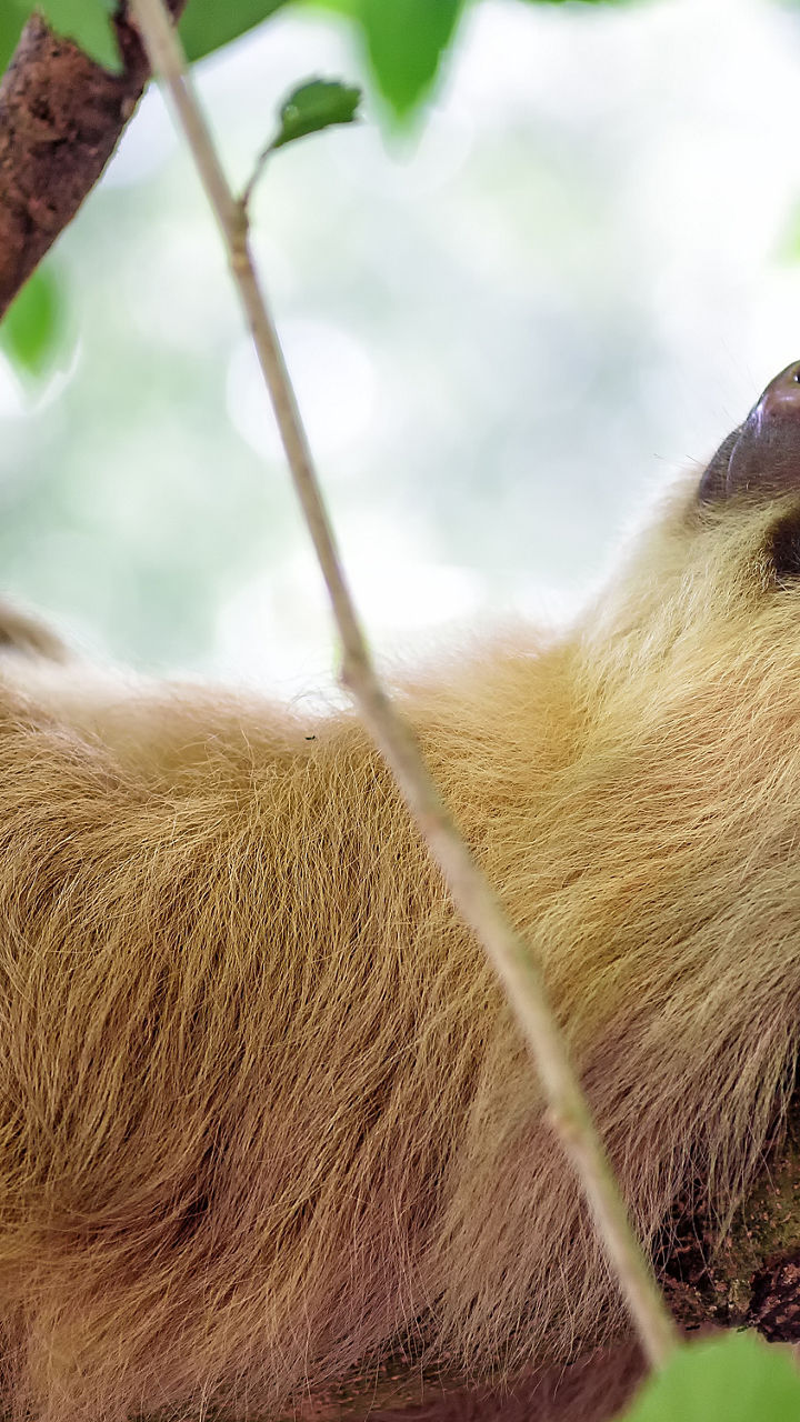 Sloth resting on tree branch in jungle