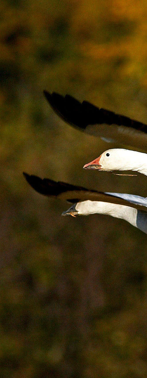 Two white geese flying in autumn forest