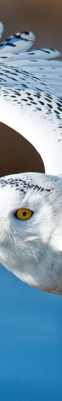 Snowy owl in flight over blue water