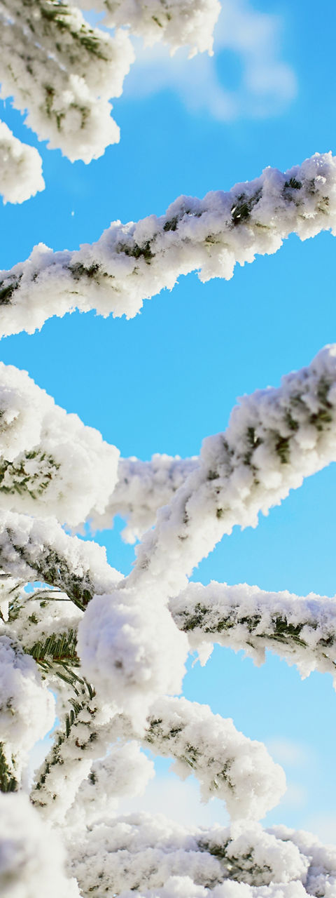 Snow-covered tree near Eiffel Tower