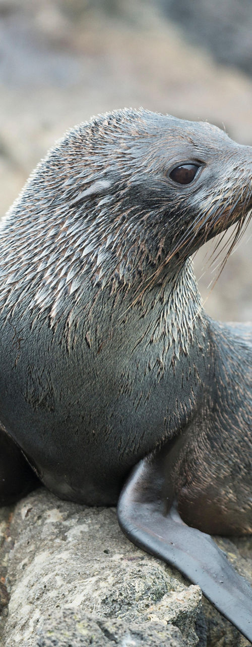 Young fur seal resting on rocky shore