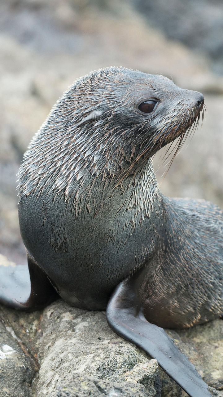 Otago Wildlife Cruise