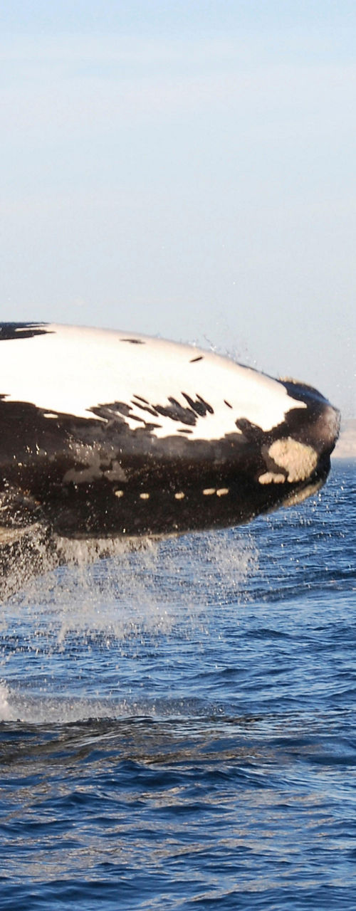 Breaching whale in open ocean waters