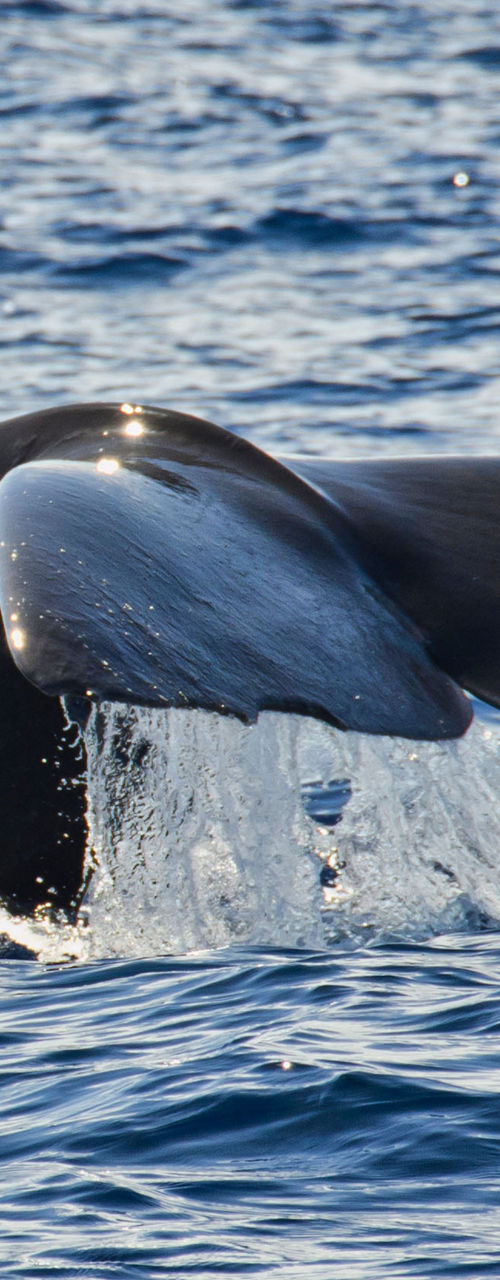 Whale tail emerging from ocean waters