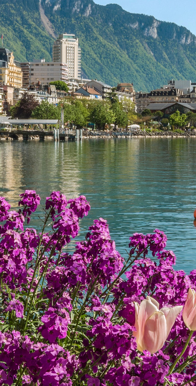Scenic lakeside view with vibrant flowers