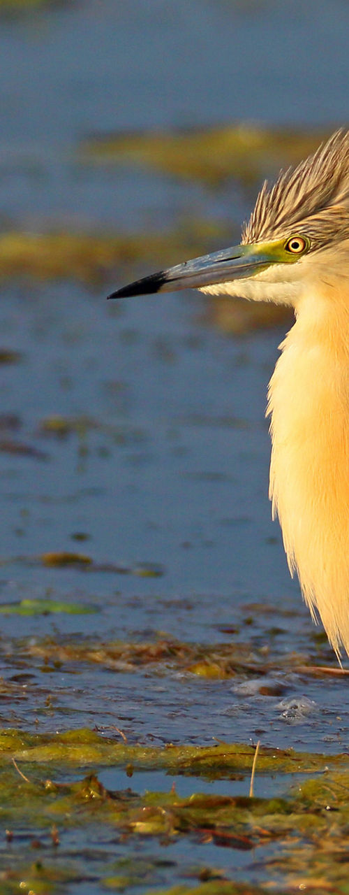 Golden heron wading in shallow water