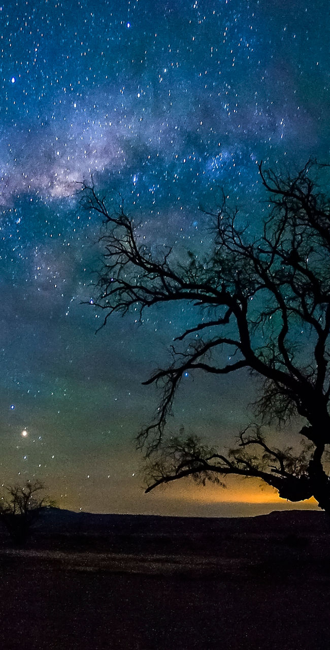 Starry Night Sky with Silhouetted Tree
