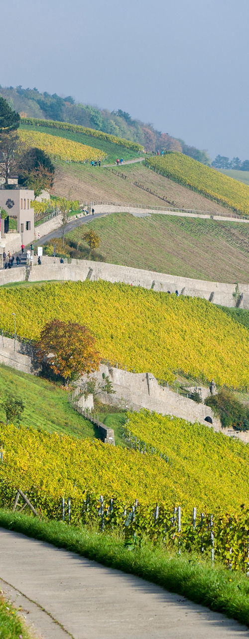 Scenic vineyard path with autumn foliage