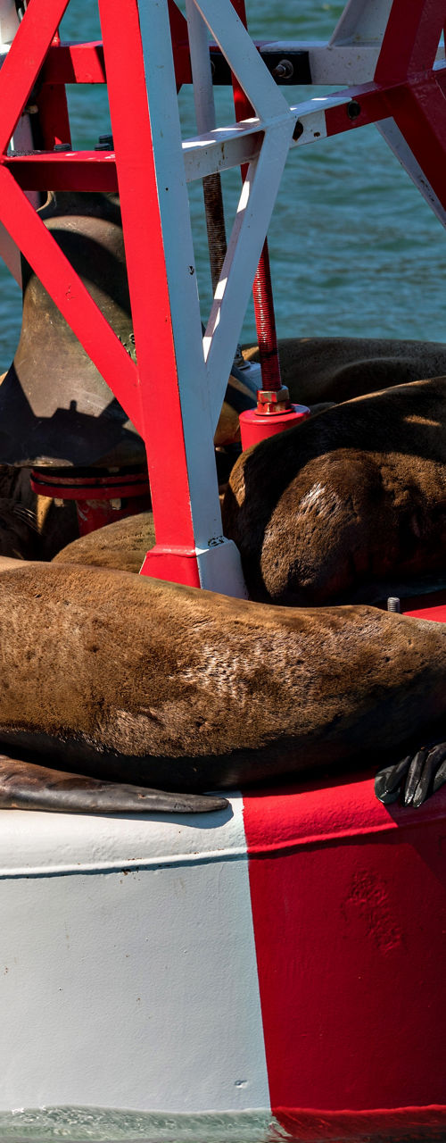 Sea lions resting on red buoy