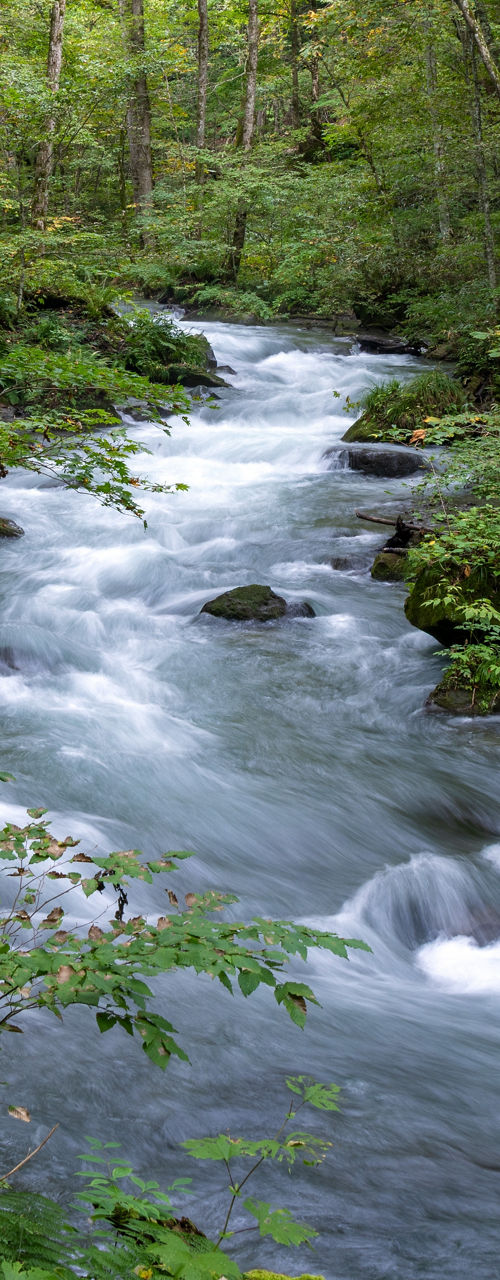 Flowing river through lush green forest landscape