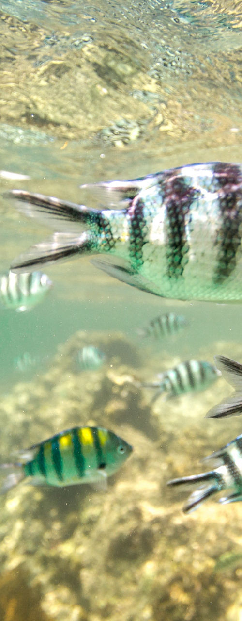 Underwater view of striped tropical fish