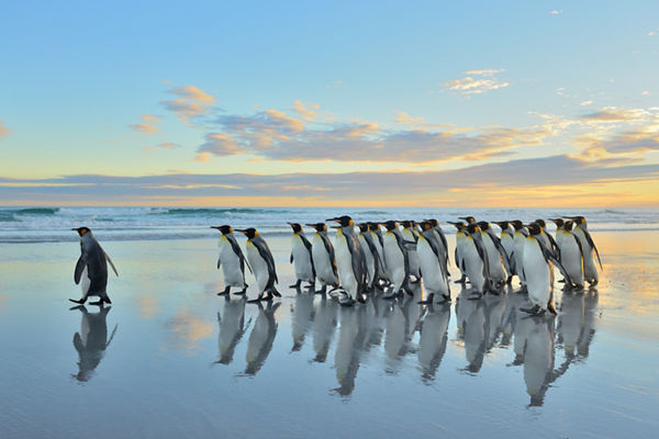 Group of penguins walking on beach at sunrise