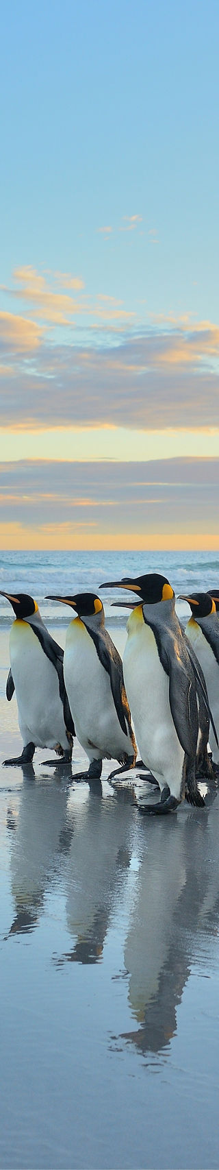 Group of penguins walking on beach at sunrise