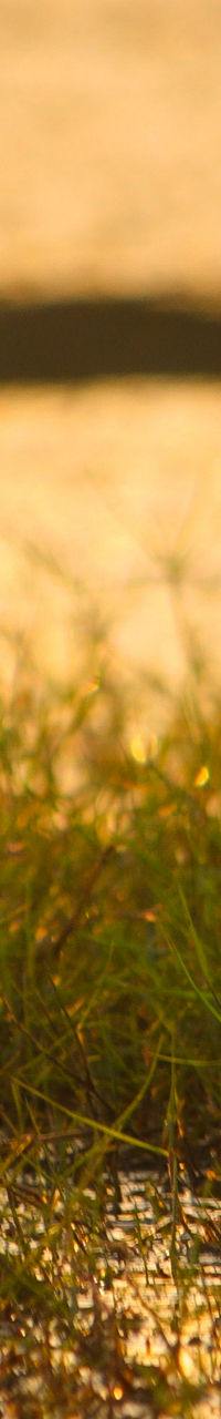 White egret in golden wetland sunset