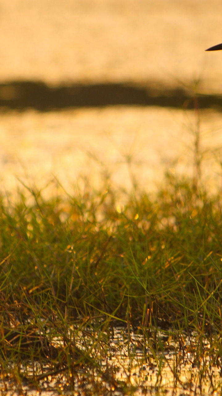 White egret in golden wetland sunset