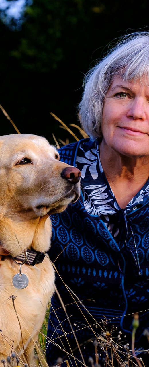 Golden Labrador in a grassy meadow