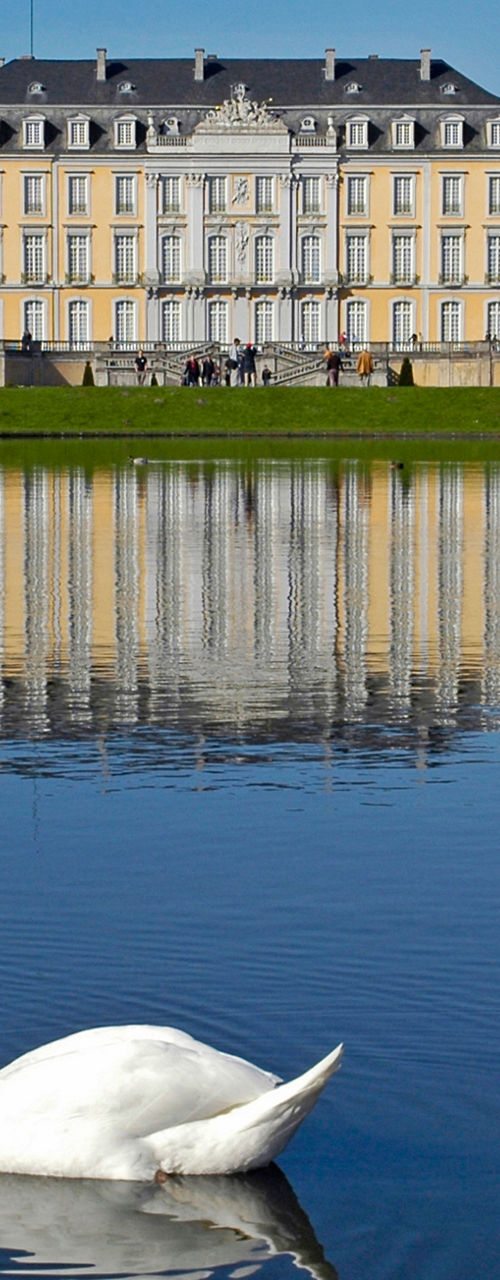 Elegant swan in palace garden reflection