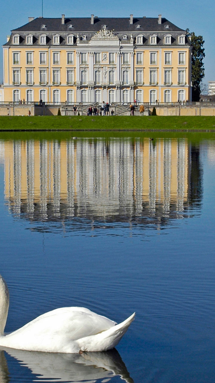 Elegant swan in palace garden reflection