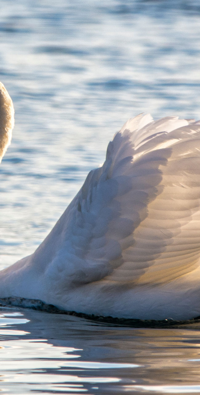 Graceful swan gliding on calm water