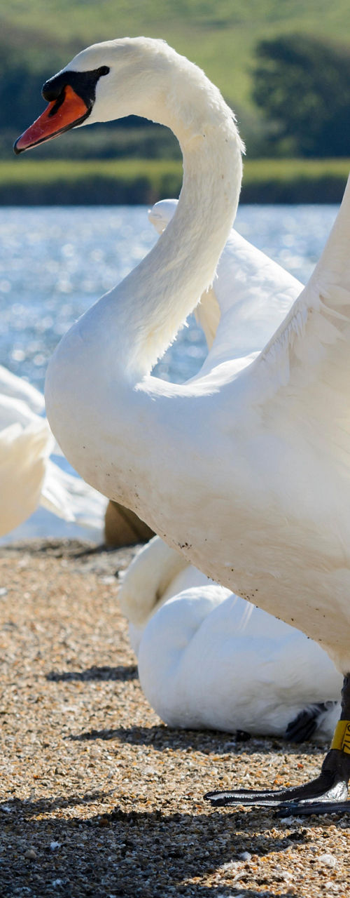 Swans by a serene lakeside landscape
