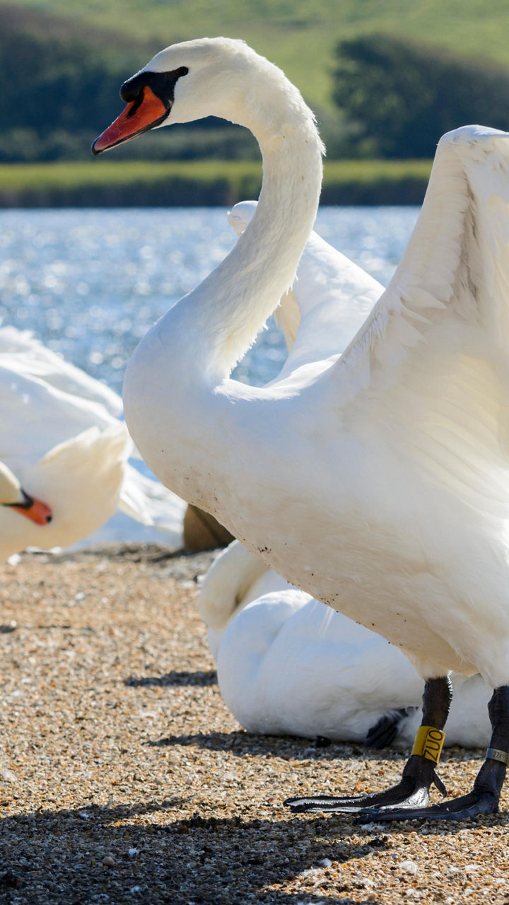 Abbotsbury Swannery & Subtropical Gardens
