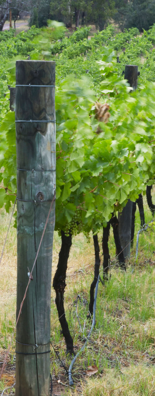 Woman walking through vineyard in summer