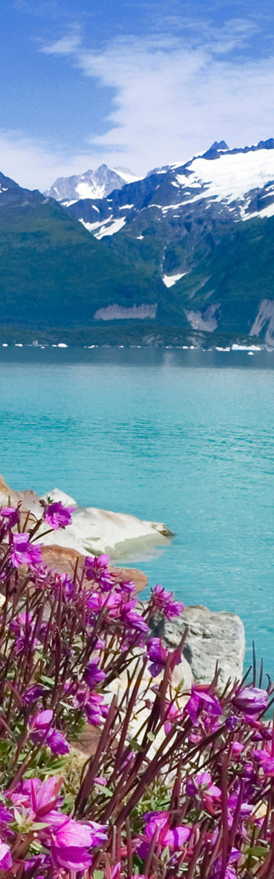 Vibrant flowers by serene mountain lake
