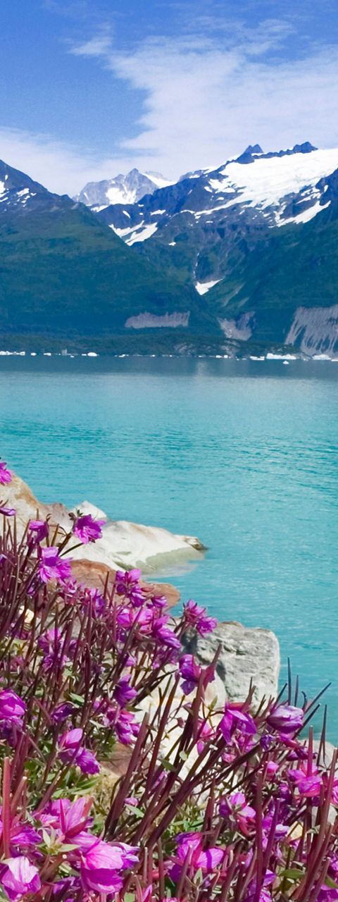 Vibrant flowers by serene mountain lake