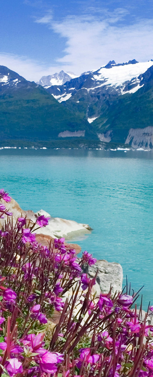 Vibrant flowers by serene mountain lake