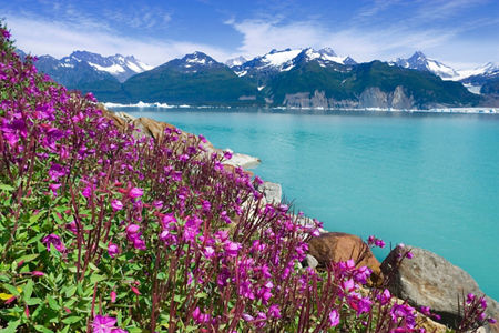 Vibrant flowers by serene mountain lake