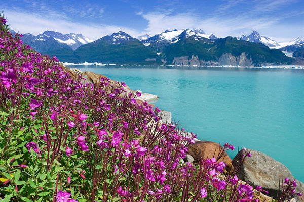 Vibrant flowers by serene mountain lake