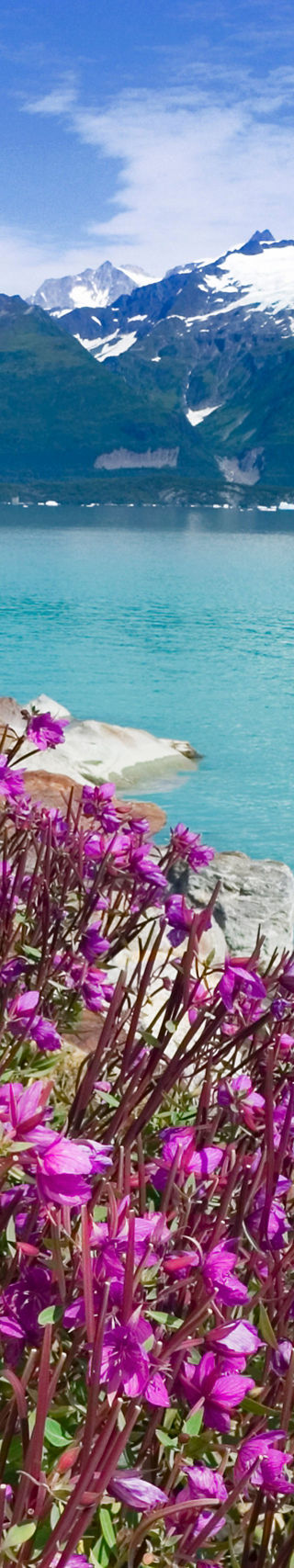 Vibrant flowers by serene mountain lake