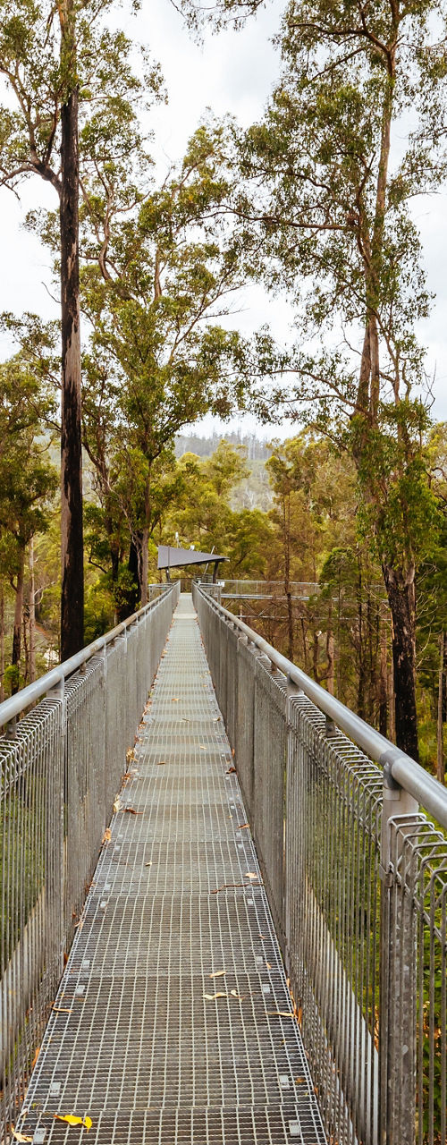 Elevated walkway through lush forest landscape