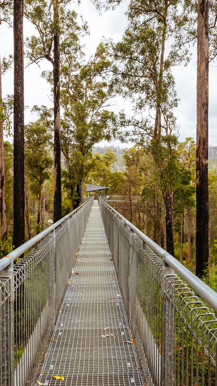 Tahune AirWalk & Boats of Huon Pine