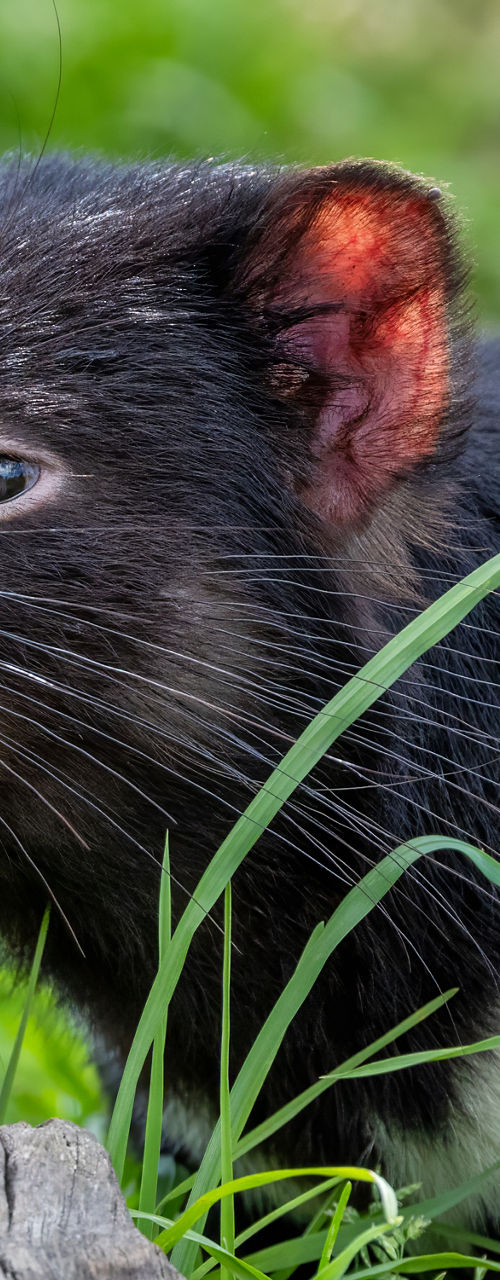 Tasmanian devil in grassy habitat